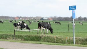 Straatnaambord Westerzanden met op de achtergrond de koeien van de familie Van Tilburg