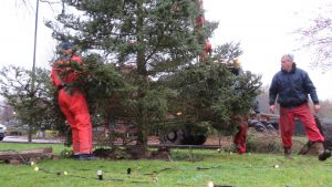 Plaatsing kerstboom 2021: Foto 6