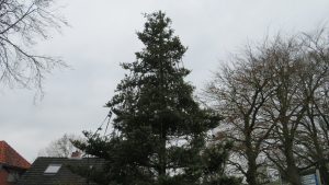 Plaatsing kerstboom 2021: Foto 19