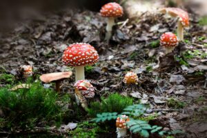 red mushroom near green grass