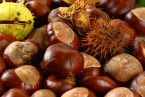 close up shot of sweet chestnuts
